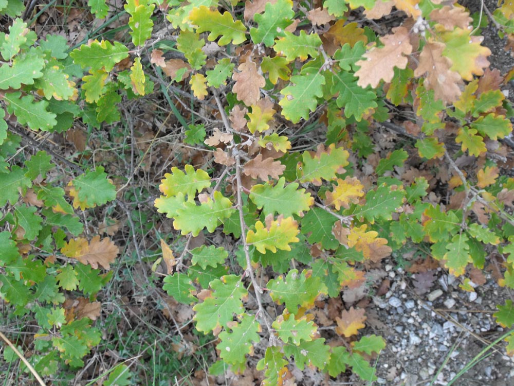 Quercus pubescens?